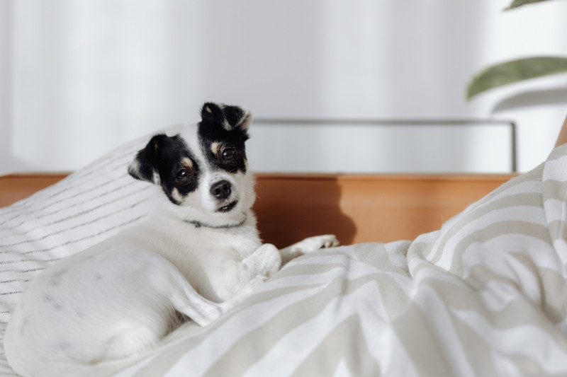 פינוק לכלב - כאשר הכלב שלכם זקוק לפינוק: המלונות המובילים לכלבים